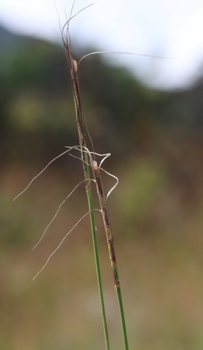 Quinine Grass (Urelytrum agropyroides)