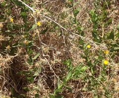 Heterotheca subaxillaris