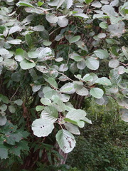 Alnus glutinosa
