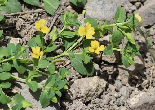 Mecardonia procumbens