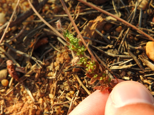 Eurasian nailwort (Paronychia echinulata)