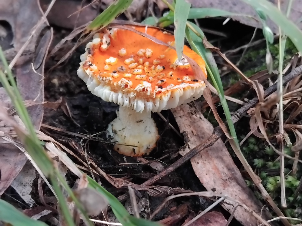 Amanita xanthocephala · May 2025 · photo: © sofiazed1 (iNaturalist, cc-by)