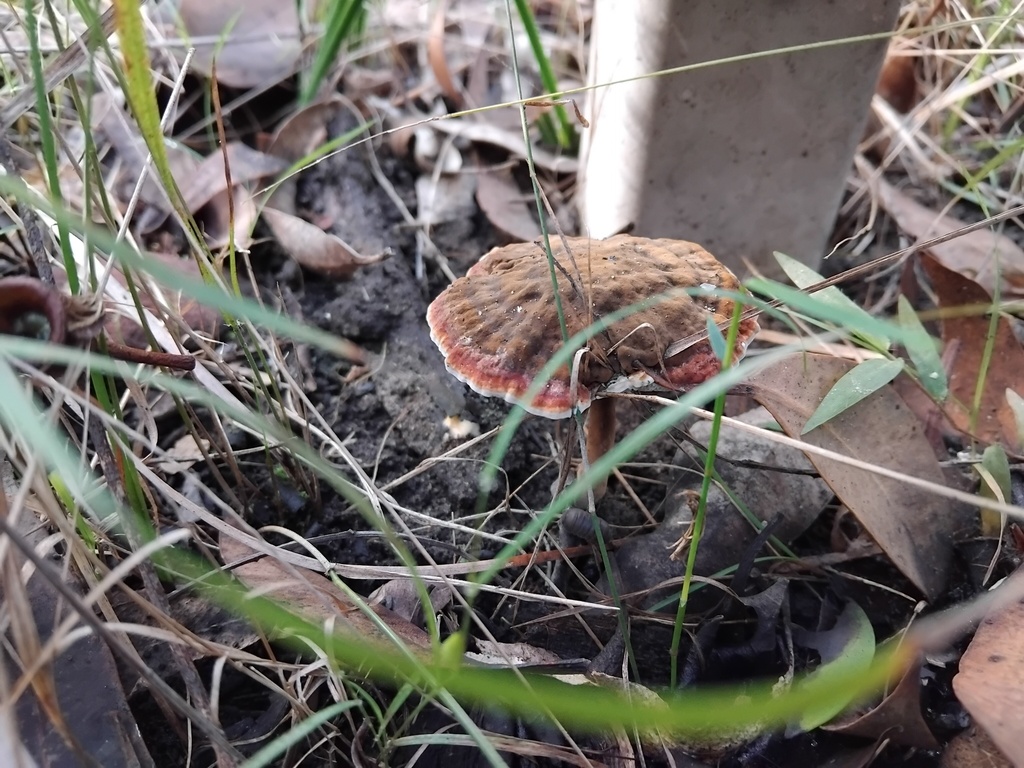 Sanguinoderma rude · May 2025 · photo: © sofiazed1 (iNaturalist, cc-by)