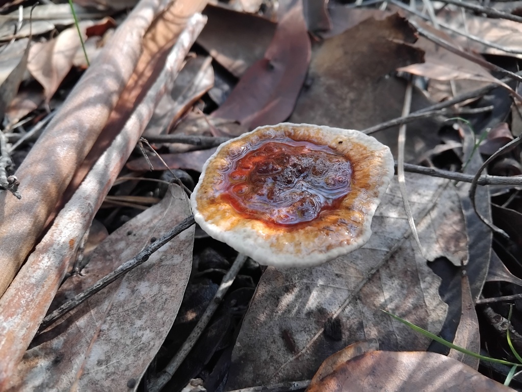 Sanguinoderma rude · May 2025 · photo: © sofiazed1 (iNaturalist, cc-by)