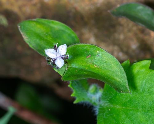 Callisia gracilis (Callisia gracilis)