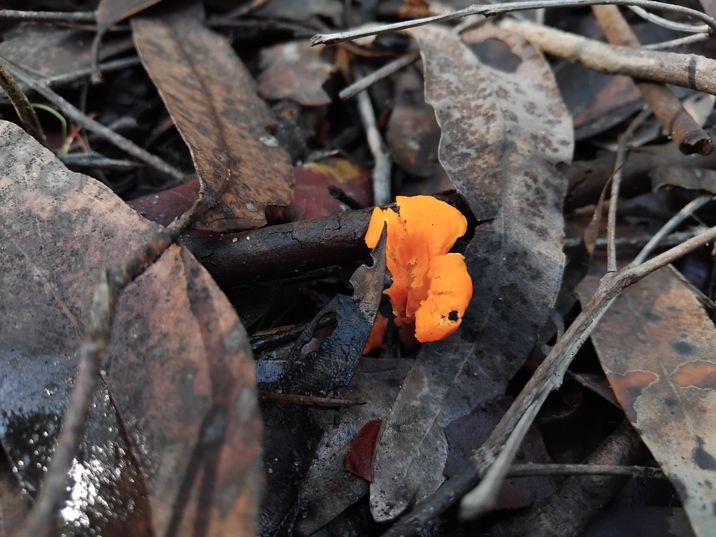 Cantharellus concinnus · May 2025 · photo: © sofiazed1 (iNaturalist, cc-by)