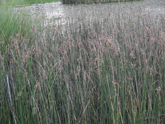 Cyperus malaccensis