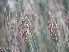 Cyperus malaccensis