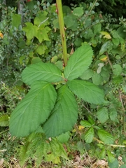 Candicantes