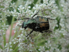 Trichiotinus affinis
