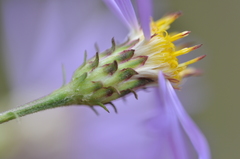 Eucephalus ledophyllus