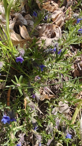 purple gromwell (Glandora diffusa)