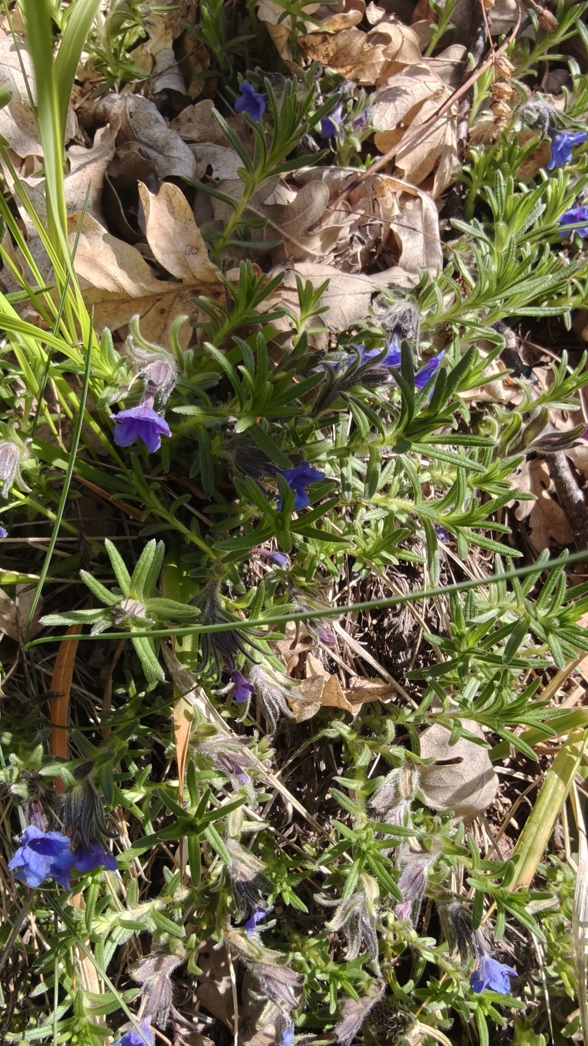 Purple Gromwell (Glandora diffusa)