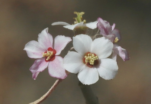 Euphorbia xanti Engelm. ex Boiss.