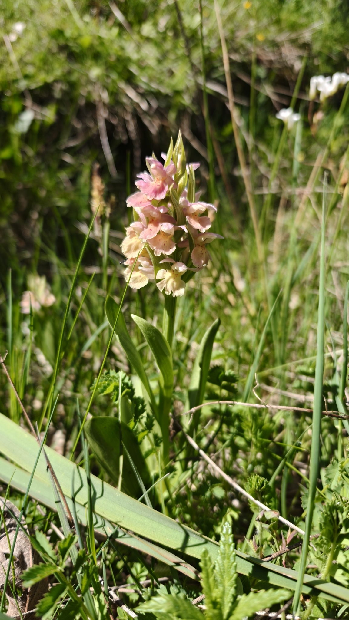Dactylorhiza cantabrica