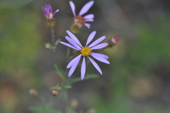 Eucephalus ledophyllus