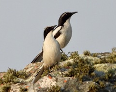 Xenocopsychus ansorgei