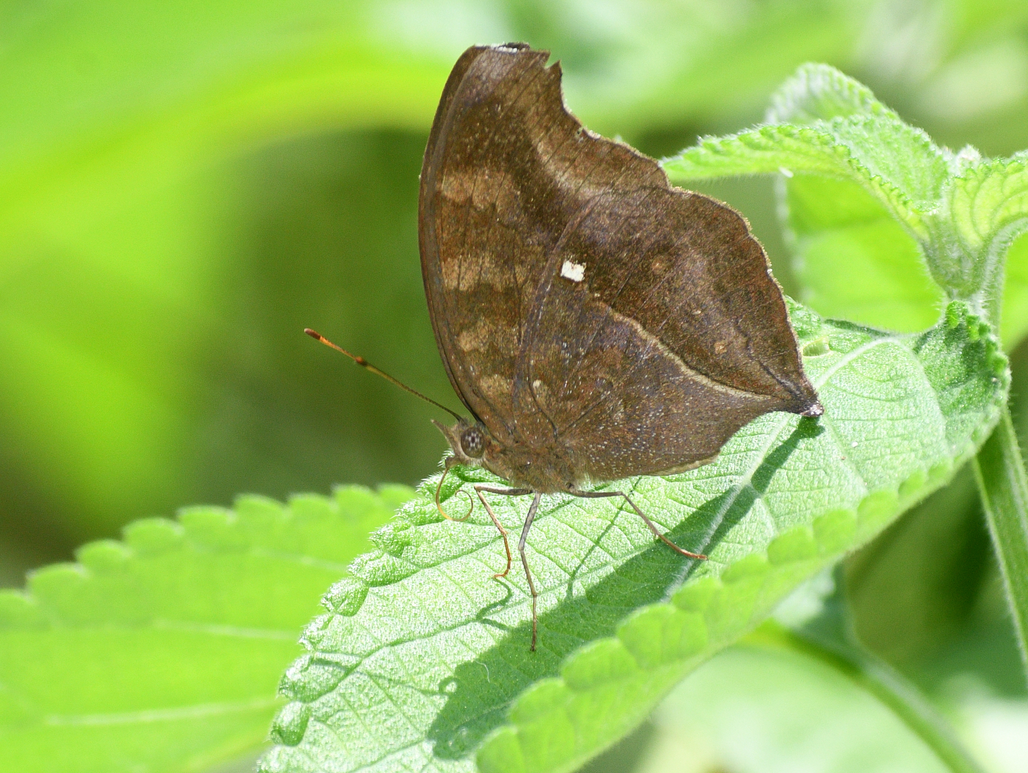 Chocolate Pansy