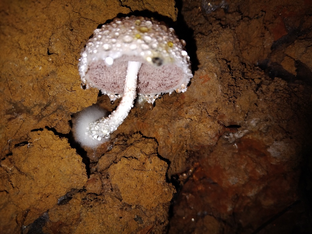 Austroboletus roseialbus