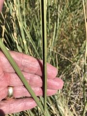 Thinopyrum obtusiflorum