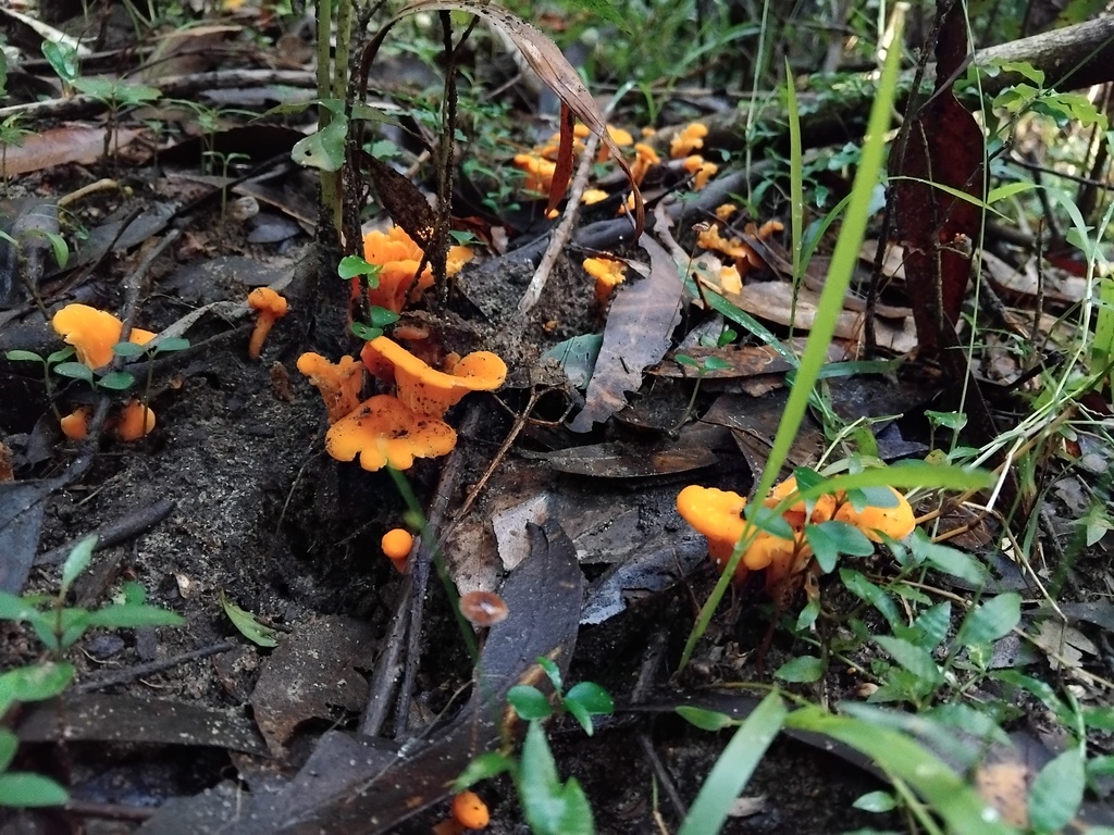 Cantharellus concinnus · May 2025 · photo: © sofiazed1 (iNaturalist, cc-by)