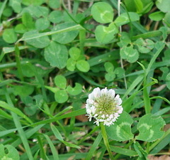 Trifolium repens