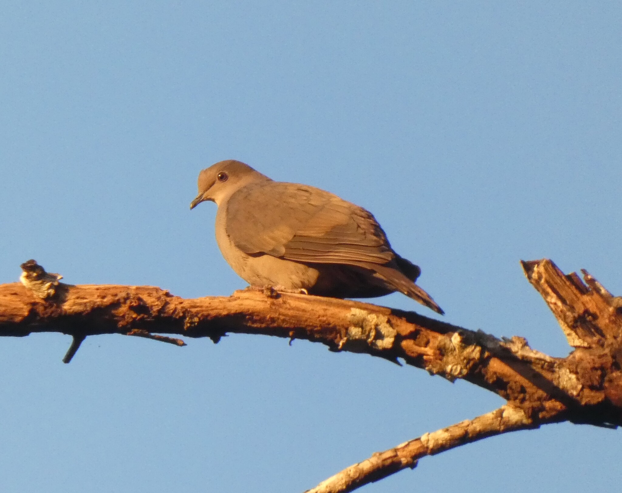 Plumbeous Pigeon (Patagioenas plumbea), photo 8