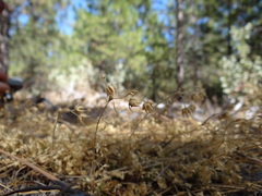 Horkelia parryi