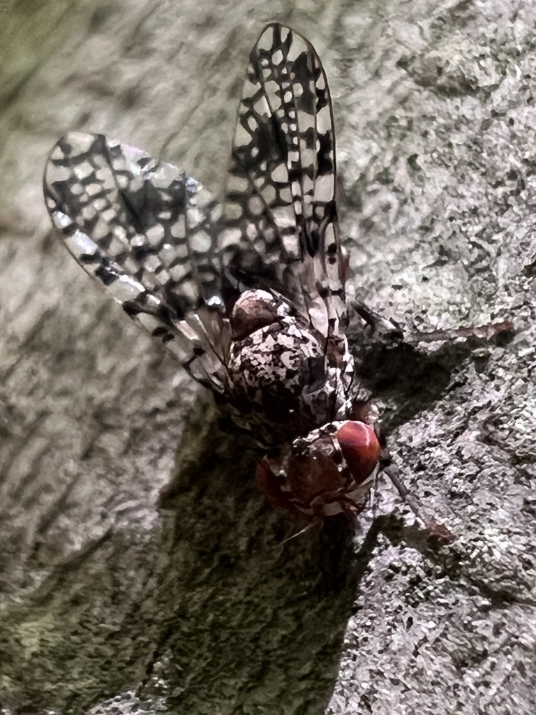 Odinia picta