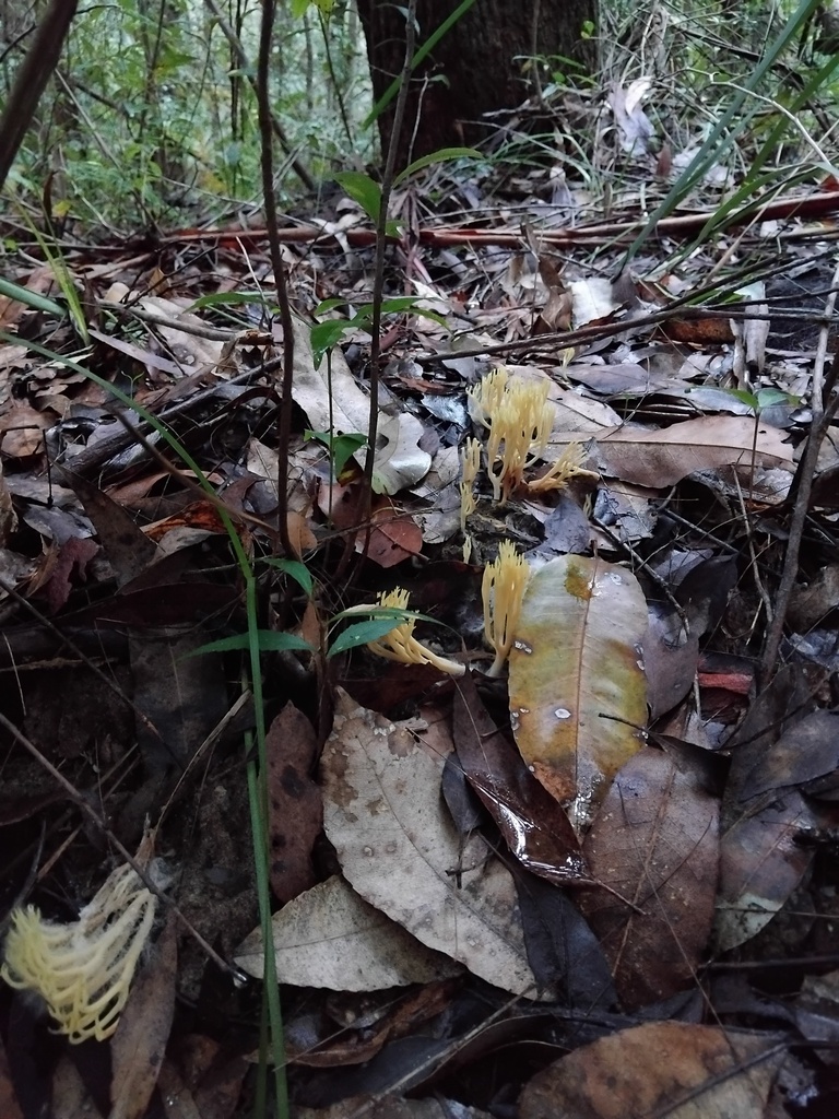Ramaria lorithamnus · May 2025 · photo: © sofiazed1 (iNaturalist, cc-by)