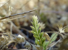 Horkelia parryi