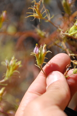 Cordylanthus wrightii
