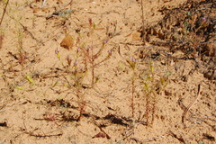 Cordylanthus wrightii