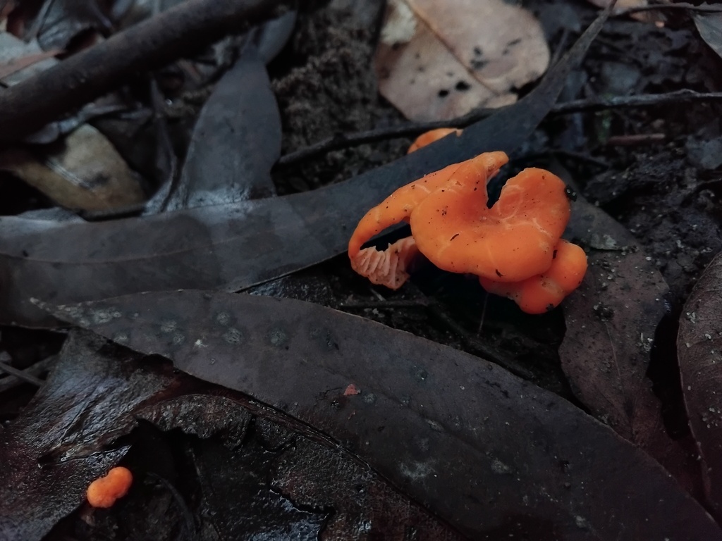 Cantharellus concinnus · May 2025 · photo: © sofiazed1 (iNaturalist, cc-by)