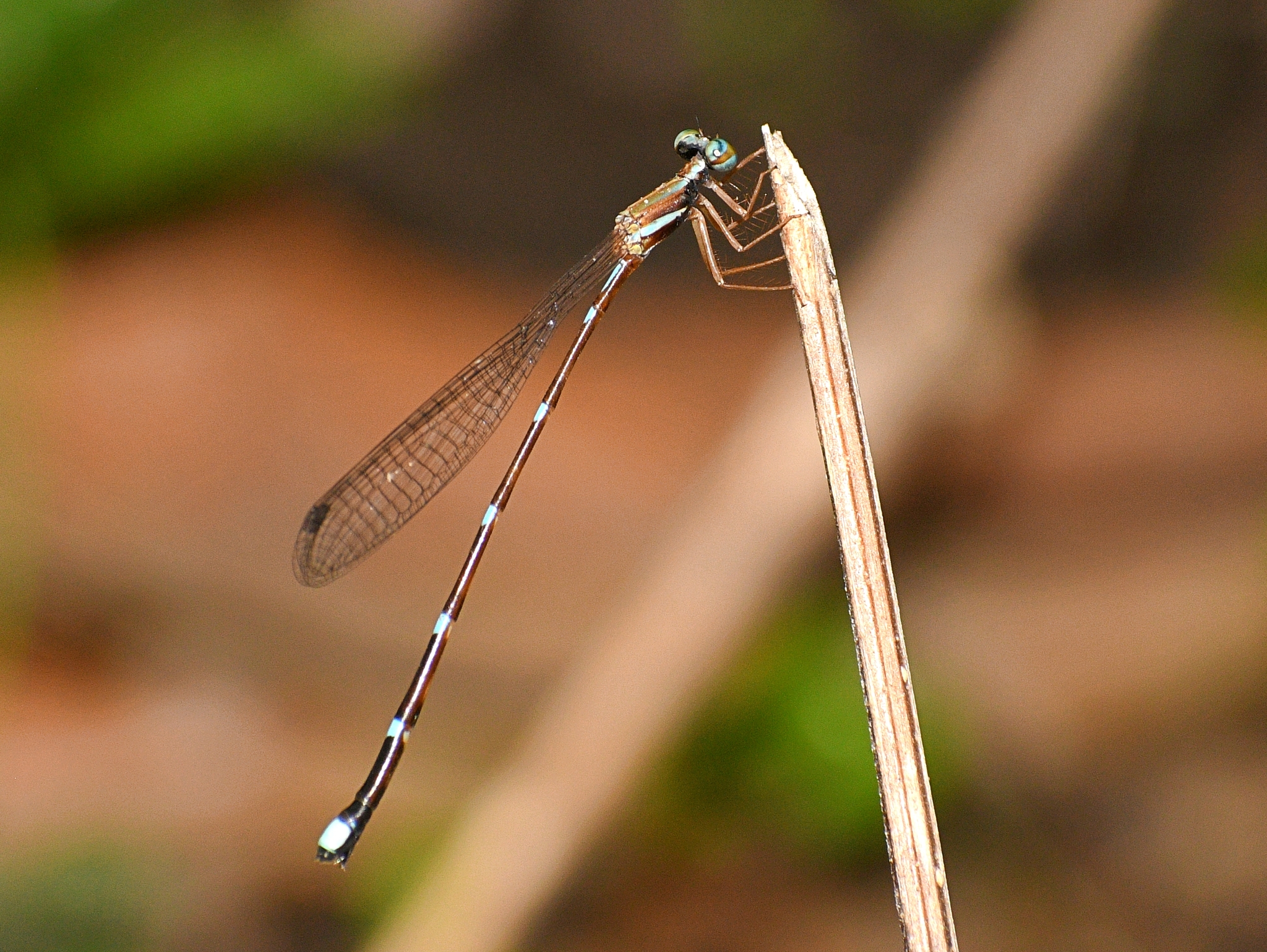 Indo-Chinese Blue Reedtail