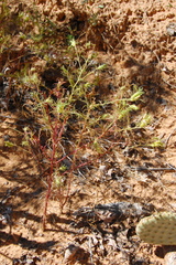 Cordylanthus wrightii