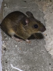 Apodemus flavicollis