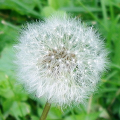 Taraxacum officinale