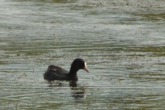 Fulica atra