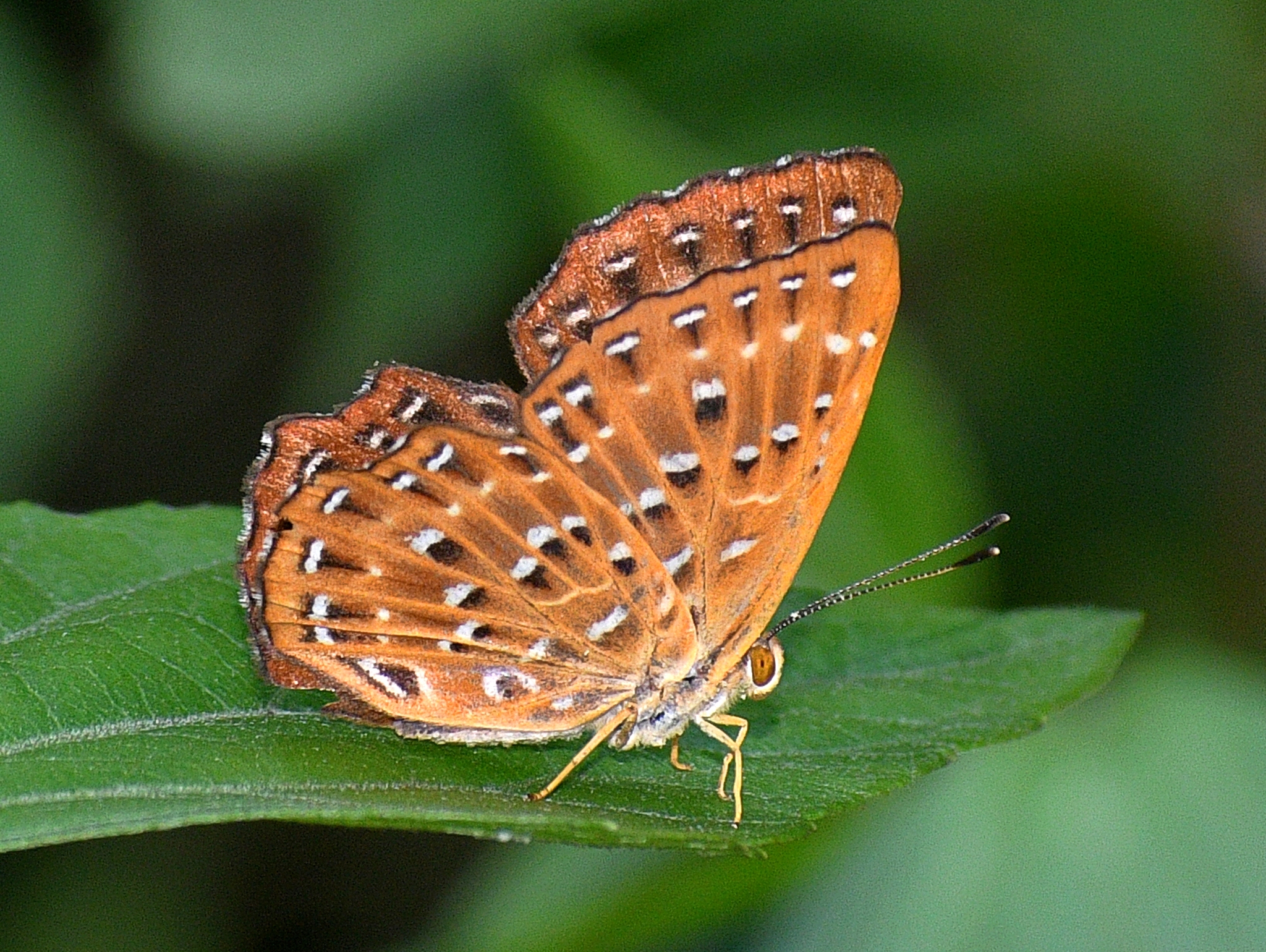 Punchinello