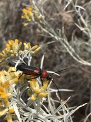 Crossidius coralinus