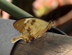 Papilio dardanus dardanus