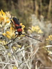 Crossidius coralinus