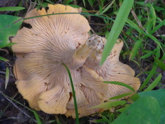 Cantharellus appalachiensis