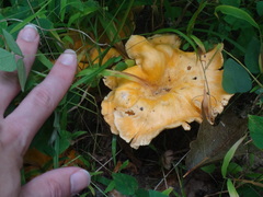 Cantharellus appalachiensis