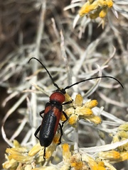 Crossidius coralinus