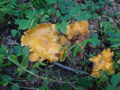 Cantharellus appalachiensis