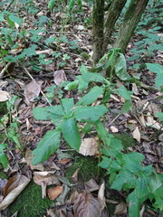 Impatiens parviflora