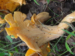 Cantharellus appalachiensis