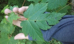 Acer spicatum